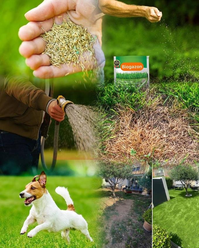 بذور العشب الطبيعي - الصورة 7