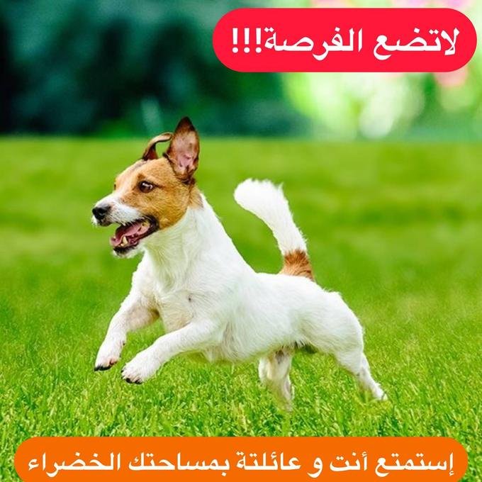 بذور العشب الطبيعي - الصورة 2