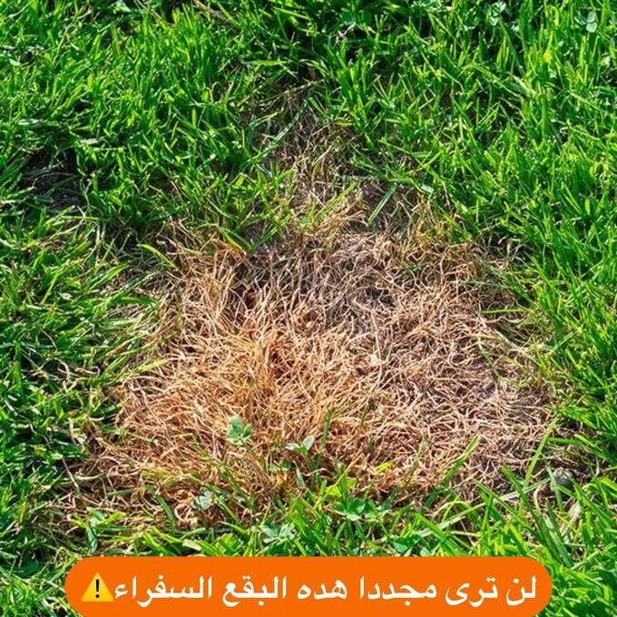 بذور العشب الطبيعي - الصورة 3