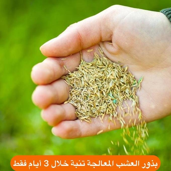 بذور العشب الطبيعي - الصورة 4